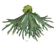Fougère Platycerium factice socle imitation mousse H60cm D90cm -BEST