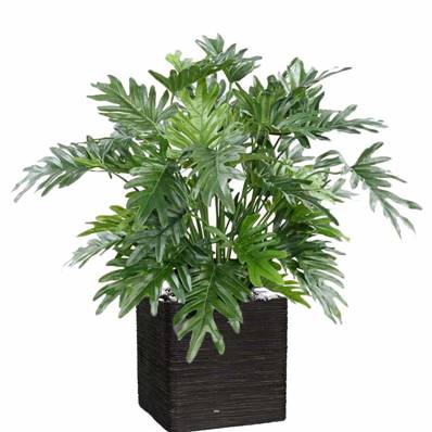 Philodendron Selloum artificiel en pot H75 cm