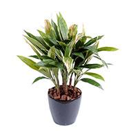 Dracaena artificiel type cordyline en pot H 85 cm feuilles tissu