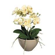 Fausse orchidée en pot céramique H 35 cm adorable Crème vert