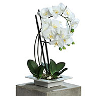 Superbe orchidée artificielle dans son plateau céramique H 46 cm Crème