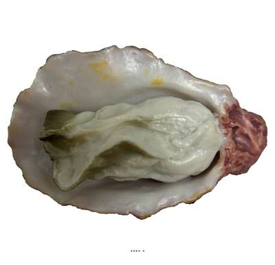 Huitre artificielle numero 5 longueur 6 cm et largeur 4 cm superbe