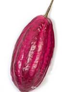 Cabosses lot de 4 fruits cacao artificiels 17 cm D 7 cm