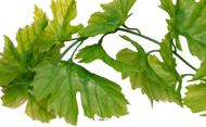 Guirlande de feuilles de vigne UV 76 feuilles - H 150 cm
