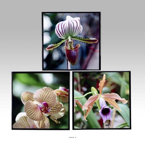 Tableaux Peinture X3 Orchidees L 40 x 2 50 x H 40 cm