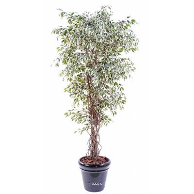 Ficus Benjamina Panache petite feuille tronc naturel H150cm Blanc-vert