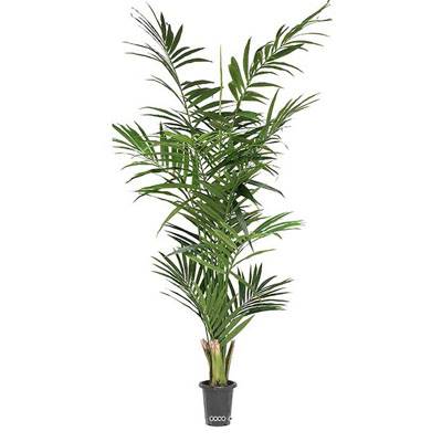 Palmier Kentia artificiel H 240 cm Dense et Aerien en pot
