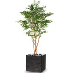 Acacia Artificiel 5 Troncs Naturels H 180 cm D 100 cm en pot