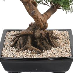 Bonsaï Genévrier Artificiel H 75 cm D 50 cm en pot