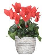 Cyclamen artificiel en pot H 20 cm D 15 cm qualité top Rouge