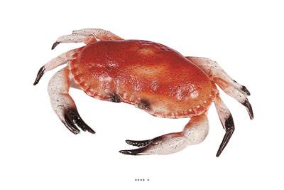 Tourteau crabe artificiel en Plastique soufflé L 320x220 mm