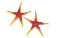 Etoile de mer artificielle orange X 2 en Plastique souffl D 250 mm