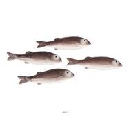 Mulet artificiel poisson en lot de 4 en Plastique soufflé L 215x55 mm