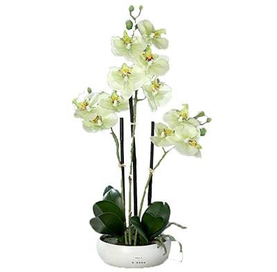 Orchidée factice 3 hampes coupe céramique H45cm touché réel Crème vert