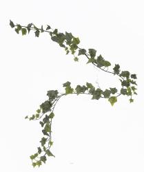 Guirlande de lierre artificiel L180 cm 96 feuilles Froasted - BEST