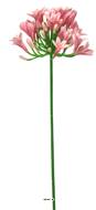 Agapanthe artificielle en tige H75 cm, grande tête D 14 cm Rose - BEST