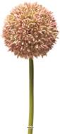 Allium artificiel en tige, spécial grande taille, H 68 cm Rose - BEST