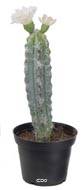 Cactus fleuris artificiels en pot lot de 3 Cactées factices H13-20cm