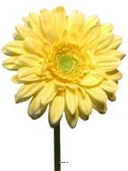 Gerbera artificiel, H 48 cm Jaune - BEST