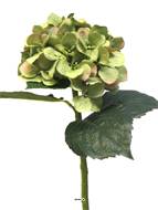 Hortensia artificiel en branche, H 48 cm Crème vert - BEST