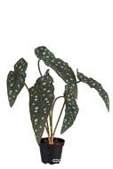 Begonia Maculata factice en pot, 5 grandes feuilles panachées, H35cm