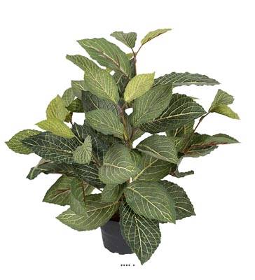 Fitonnia artificiel en pot, H 40 cm, D 40 cm Vert