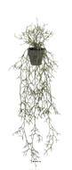 Rhipsalis cereuscula retombant en pot L 100 cm, D 28 cm