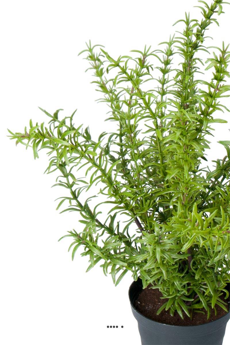 Romarin artificiel, herbe aromatique, en pot ...