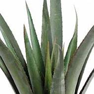 Aloe artificielle en pot pour extérieur H 65 cm D 60 cm