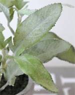 Herbe aromatique artificielle Sauge H 17 cm, D 16cm