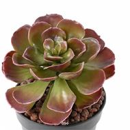 Magnifique Crassula artificiel H 22 cm Vert-rouge en piquet