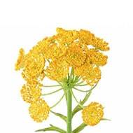 Daucus fleur artificielle en tige H 55 cm en plastique Jaune