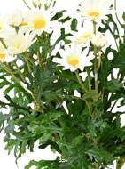 Marguerite Anthemis Artificielle Blanche en Piquet – H 40 cm – 18 Fleurs