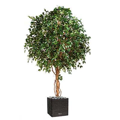 Ficus exotique Geant artificiel H 315 cm 6600 feuilles en pot