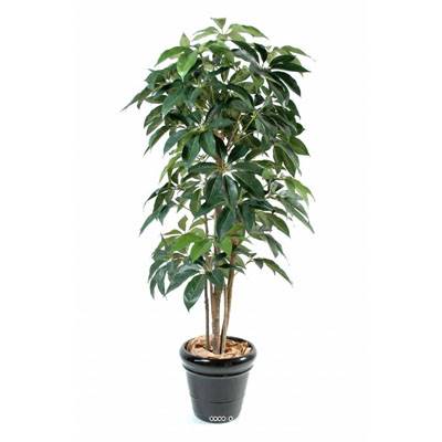 Schefflera factice en pot Iroto tronc nature belle densité H210cm Vert