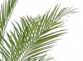 Palmier Artificiel Kentia H 150 cm D 90 cm en pot