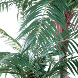 Palmier Phoenix Artificiel H 250 cm D 140 cm 38 palmes 3 troncs en pot