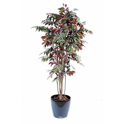 Capensia factice Tronc bois Feuillage rouge-Vert H170cm D90cm en pot