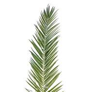 Set de 15 feuilles artificielles de Palmier Phoenix Canariensis L188 cm