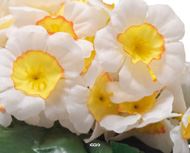 Composition fleurs artificielles cimetière pot carré primevères H17 cm D24 cm Blanc