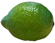 Citron vert artificiel L 8 50 cm lime
