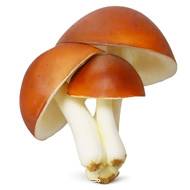 Champignons artificiels Shiitake X3 mousse PU superbe