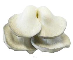 Champignons artificiels Pleurote X4 en mousse PU superbe