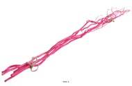 Saule Tortueux nature en botte x5 branches bois lave Rose fushia 100cm