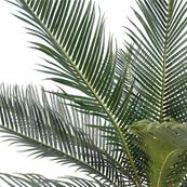 Palmier Cycas Artificiel en pot H 50 cm Vert