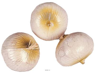 Oignon blanc artificiel en lot de 3 en Plastique soufflé H 75x60 mm