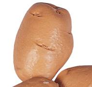 Pomme de terre artificielle Petite X 3 Plastique soufflé L 75x45 mm