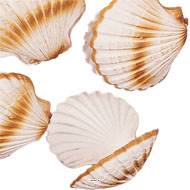 Coquille saint jacques artificielle X 4 en Plastique soufflé D 120 mm
