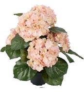 Hortensia en pot artificiel lesté H 40 cm 5 superbes têtes Rose-crème