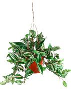 Tradescantia artificiel Panache H 40 cm en suspension superbe